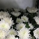 정직한꽃집 네이버블로그