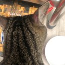 한사랑동물병원 이미지