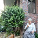 경주제주흑돼지