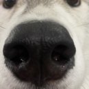 오르치그로치 이미지