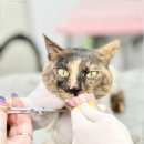 부산고양이미용&호텔 냥스타그램 | 부산고양이미용, 고양이들의 행복한 변신을 위한 완벽한 선택지 무냥무냥 대연점