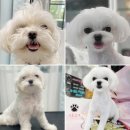 가장아름답개 이미지