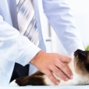 광진동물의료센터 이미지