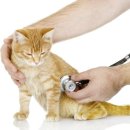 신사동물병원 이미지