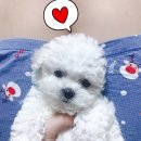 펫피플뉴코아 | 미니 비숑프리제분양 후기! )인천강아지분양 로얄폼