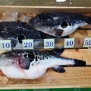 남도아구 이미지