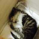 캐비어동물병원 이미지