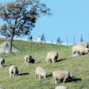 원천목장 이미지