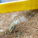 광주현대농장 이미지