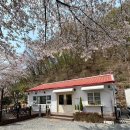달맞이공원옆 ~ 미항초등학교 | 부산 벚꽃명소 , 개화시기, 벚꽃공원, 벚꽃카페, 벚꽃야장, 벚꽃숙소 찐 현지인추천