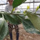 모레얼농장 이미지