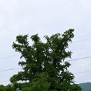 68 | [국가유산 여행 5편] 경북 영주 가볼 만한 곳, 단종 복위운동 성지 금성대군 신단