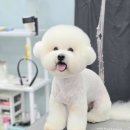 강실장펫살롱 이미지