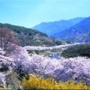 산수애