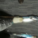 일오삼낚시 이미지