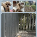 펫티시에 이미지