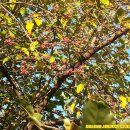 장촌공원 이미지