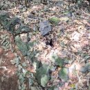 청수목장 | 제주| 곶자왈 도립공원 - 가족여행 해설 탐방