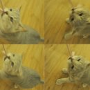 양이양이 이미지