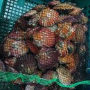 바로먹는 횟감용! 통영굴 생굴 택배 판매중 이미지