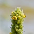 정원야생화 이미지