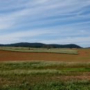 코스모스농원 이미지