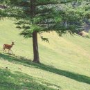 자유공간 사슴목장 네이버블로그