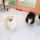 스타덤 펫살롱 이미지
