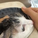 11545-03-35-18 | 고양이 비만세포종 제거 후 실밥 제거 &amp; 조직검사 결과 후기/ 위장염과 신부전 추가 검사까지 2026-03-18