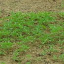 치목삼베마을 이미지