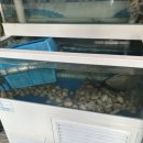 오거리 수족관 앞 이미지