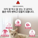 냠냠밸런스 | 이즈칸 신제품 "이즈칸 시니어 밸런스" 고양이사료 출시! 까탈묘 솔직 후기