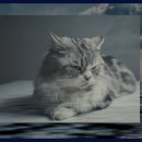 대곡리 암각화 | 대곡리 반구대 암각화 방문 후기