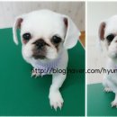 강변애견미용호텔 이미지