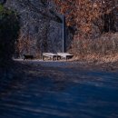 고양이동산 이미지