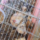 행복조류사 이미지