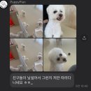 퍼피플랜 이미지