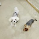 더도그맨션 이미지