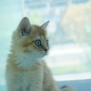 도로시펫고양이