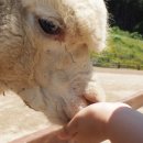 알파카월드 이미지