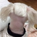 반려동물 셀프미용 이미지