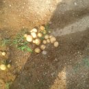 평강농장 이미지