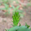 복돌이네 이미지