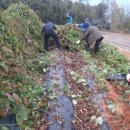 영광타조농장 이미지