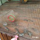 평장농장 | 평창여행 우루루동물농장, 올림픽시장후기 3탄 (사진많음)