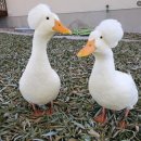 풍성한오리 이미지