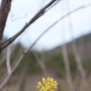 봄의 전령사 산수유(24.3.23) 이미지