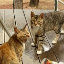 동호솔숲 | 강원도 양양 1박2일 '트리플 글램핑'에서 즐긴 바베큐&amp;히노키탕 후기!