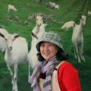 고성리산양목장 이미지