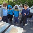 [축산신문] 아까시꽃꿀 작황 회복세…양봉현장 모처럼 활기중부권 중심 채밀 호조…평년 웃도는 생산량 전망 이미지